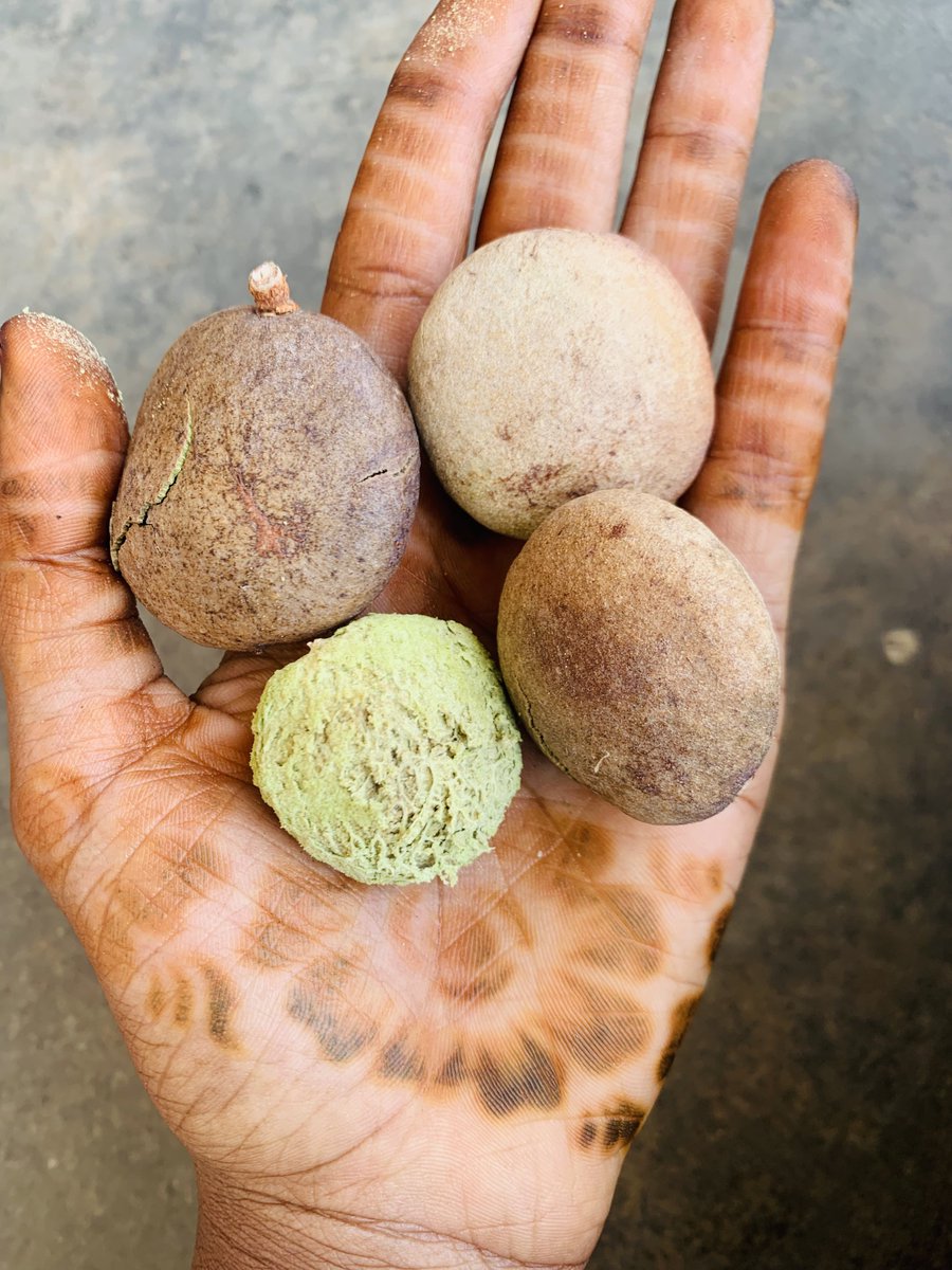 Fulani_Tutor's tweet photo. What do we call this in English and your Native Language? https://t.co/SZhhkdXUjg
