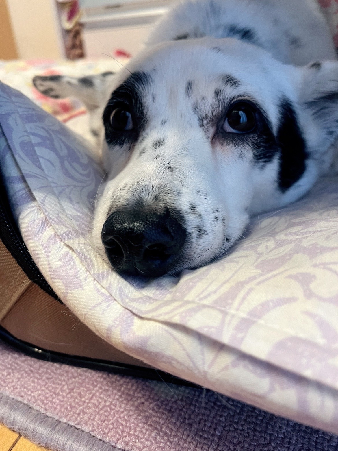 おとめ みずたま雑種犬 Yuenn Twitter