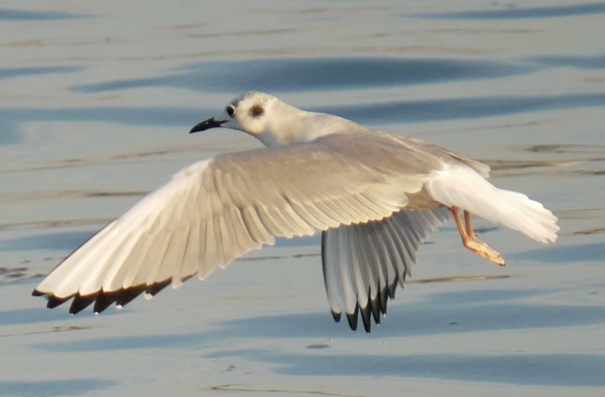 birdheadbluez's tweet photo. Bonaparte’s Gull #queensbird #BirdsSeenIn2023 #BirdsOfTwitter #birdwatching #nyc #queens #birdnyc @BirdQueens https://t.co/5Zd6uG3cMe