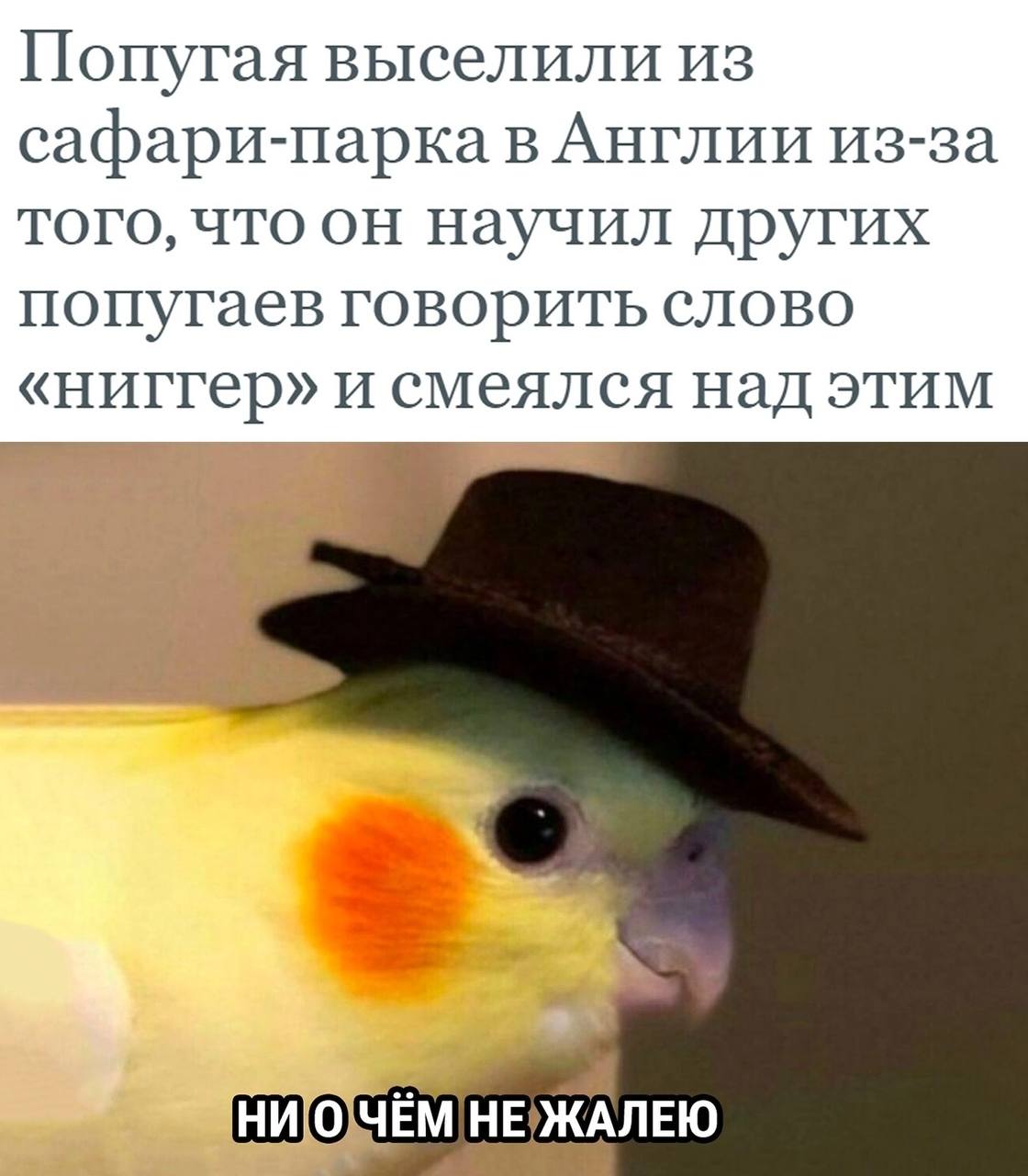 Смешные попугаи до слёз