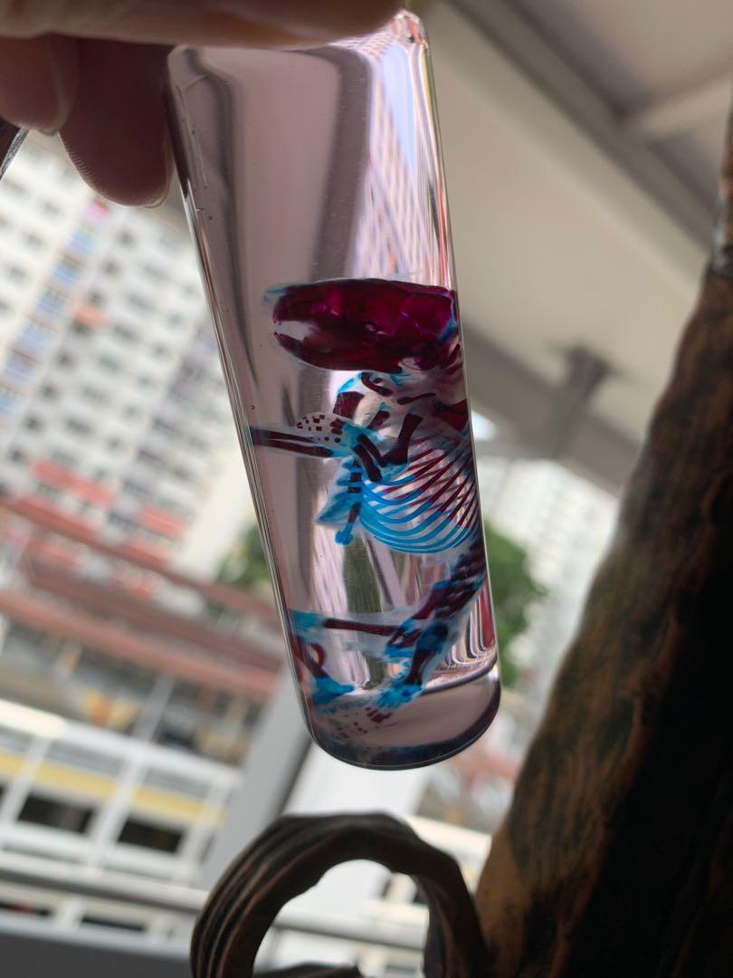 animalsamples's tweet photo. the blue cartilage and red bones, you can see their different like chalk and cheese 
#diaphonized #dark #creepy #deadthing https://t.co/YEyPwlBzQX