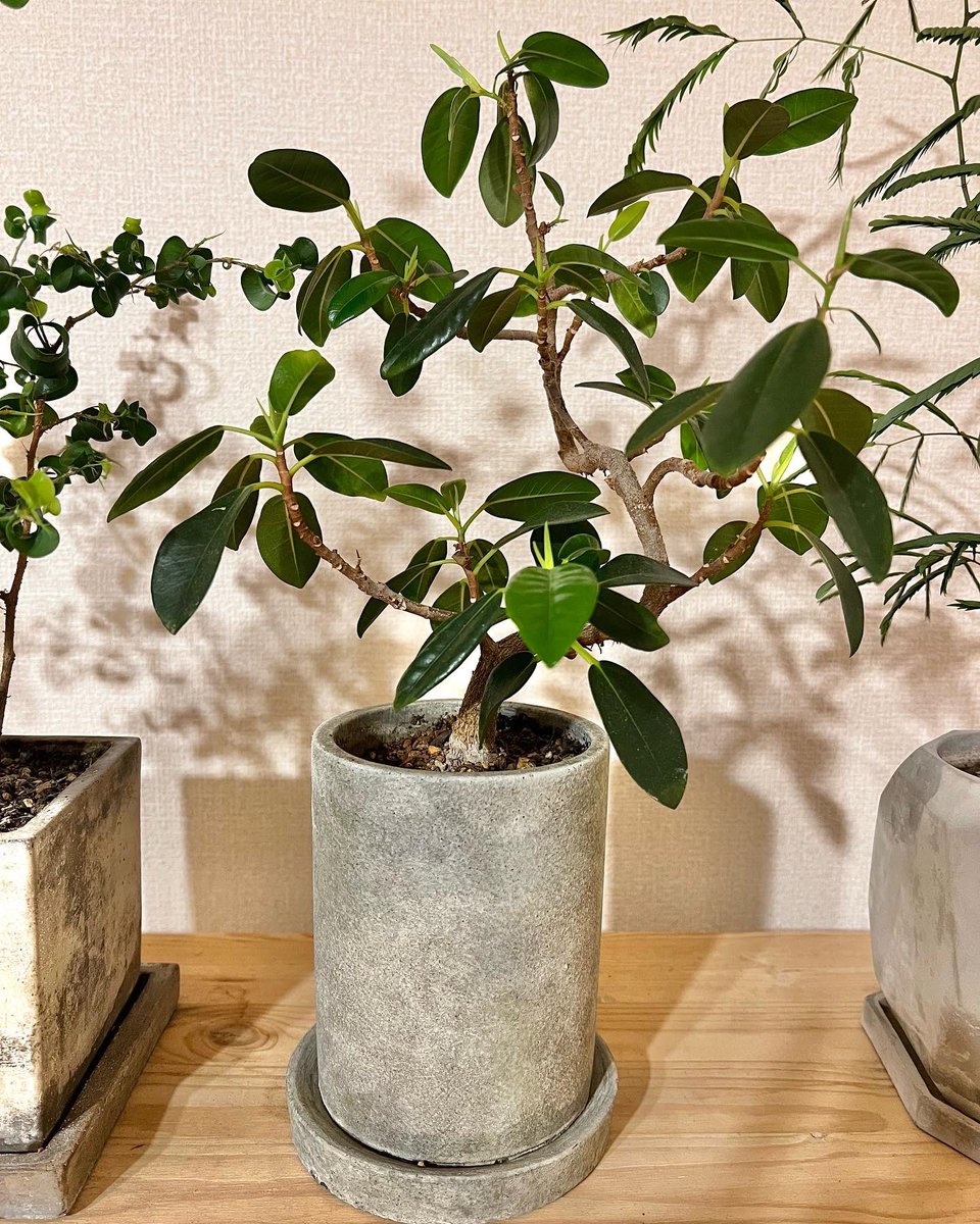 tunneltaro's tweet photo. フランスゴムの木、勢いづいてきてます。うちの植物は冬の方が調子良いかも?しれません。
#フランスゴムの木 #ゴムの木 #フィカスルビギノーサ #leafshine #リーフシャイン #ficusrubiginosa #新芽 #観葉植物 #foliageplant #houseplants #greenplants #indoorplants
https://t.co/KiGJamnkfQ https://t.co/OTe74xPcUu