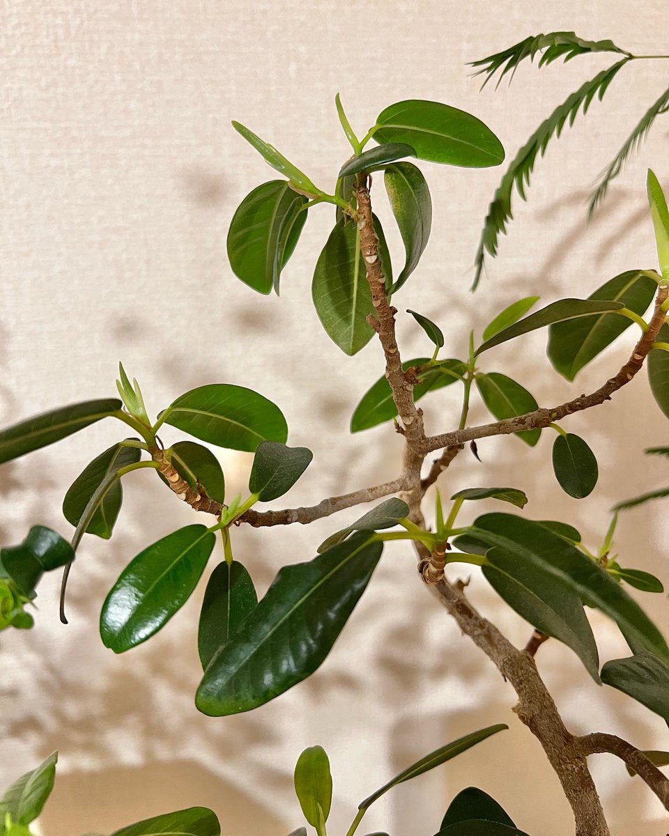 tunneltaro's tweet photo. フランスゴムの木、勢いづいてきてます。うちの植物は冬の方が調子良いかも?しれません。
#フランスゴムの木 #ゴムの木 #フィカスルビギノーサ #leafshine #リーフシャイン #ficusrubiginosa #新芽 #観葉植物 #foliageplant #houseplants #greenplants #indoorplants
https://t.co/KiGJamnkfQ https://t.co/OTe74xPcUu