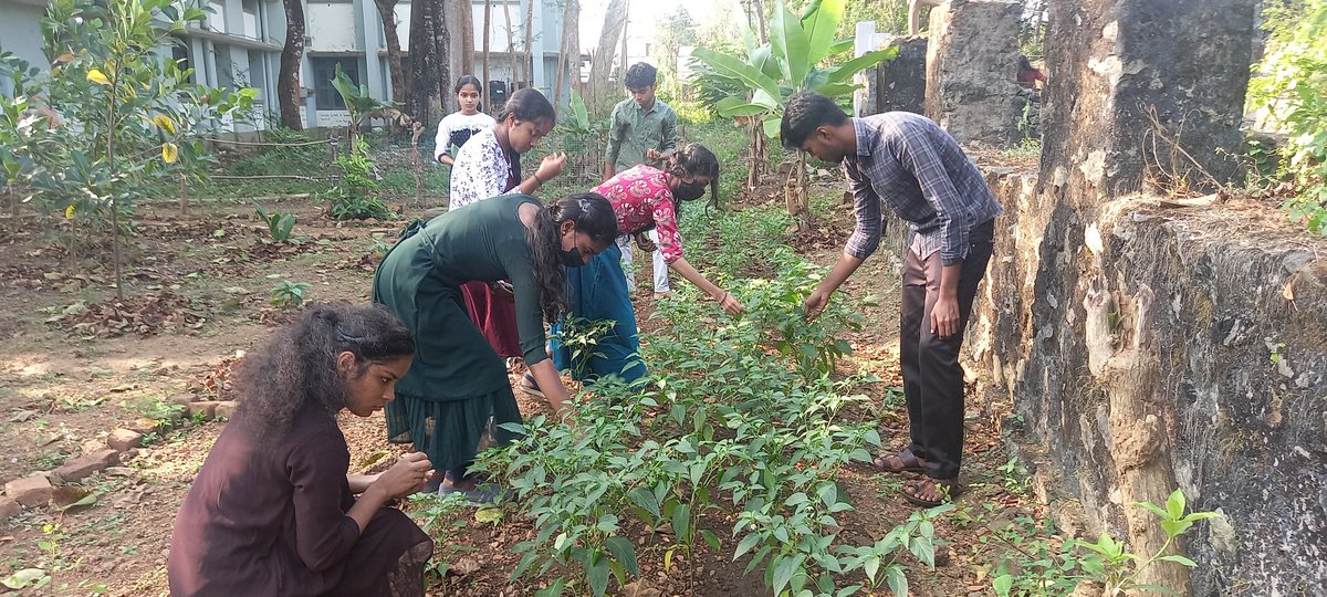 nssskcgvr's tweet photo. #OrgaVrudhi is a Organic Farming Flagship programme of @nssskcgvr, harvested Green Chillies @_NSSIndia @nsstvm @HimachalNss @nssrdhyderbad @NssrdB @NSSChennai @nss_rdguwahati @NssrdD @NSSRDPATNA @NSSRDChandigarh @NSSRDLucknow @rd_nss @nssrdbangalore @nsskashmir @NSSRDBhopal https://t.co/47dEY9oZhk