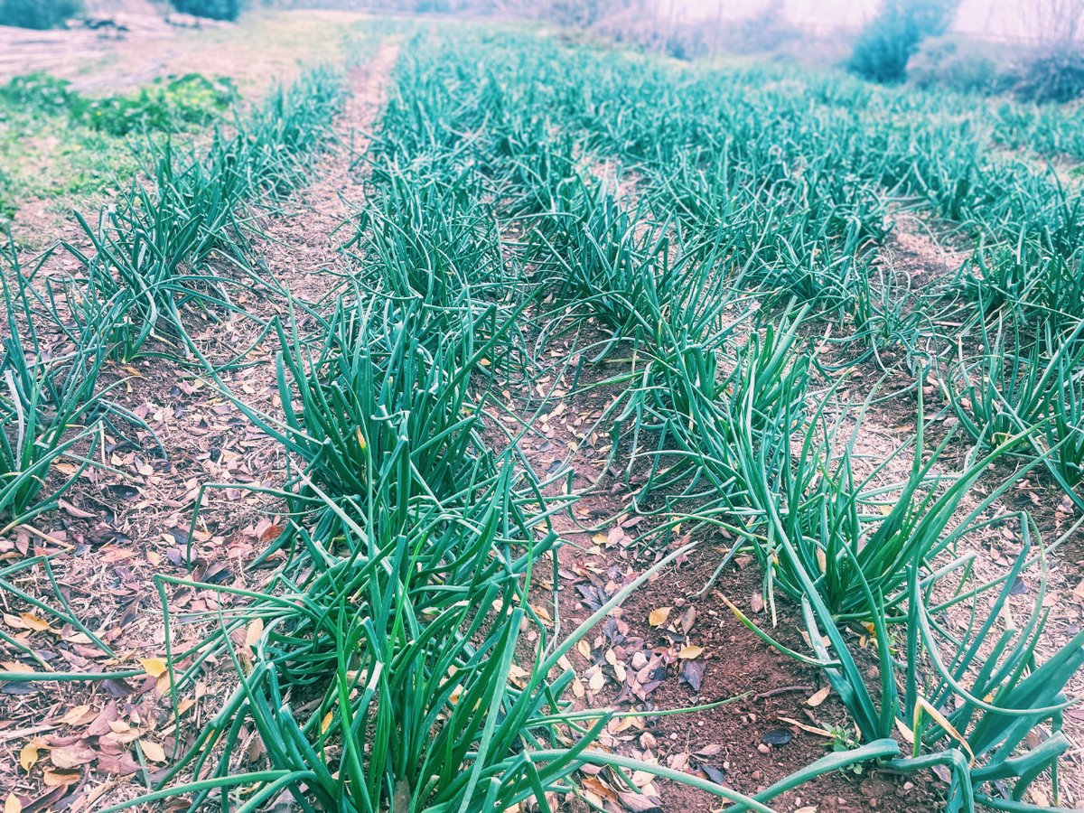 somesqueix's tweet photo. Ja tenim calçots!! 
4,5 euros el manat de 25 calçots de cultiu ecològic! 
Per la compra de 8 manats = 200 calçots tel´s portem a casa gratuïtament
Si estàs interessat/da envia'ns un DM https://t.co/gAO885kZIQ