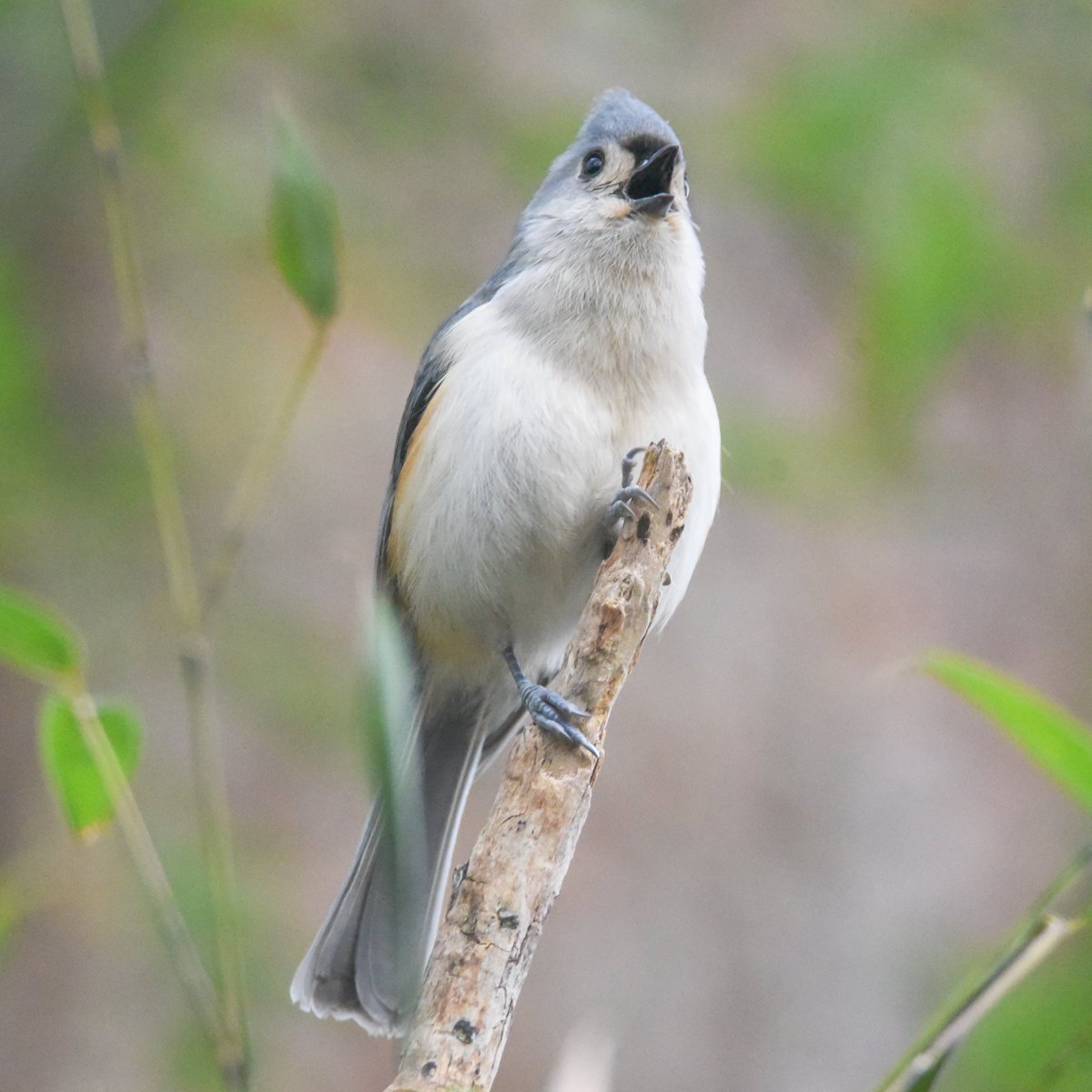 RandallMcCorquo's tweet photo. A Tufted-Titmouse named Freddy singing as loud as he can about how great the year 2023 is going to be.
#tuftedtitmouse #tuftedtitmice #birdphotography
#birdphoto #nature #naturephoto #birdsseenin2023
#your_best_birds #joyful_pics #universal_bird #animal_captures #birdpose #birds https://t.co/vYHkhlIhuj