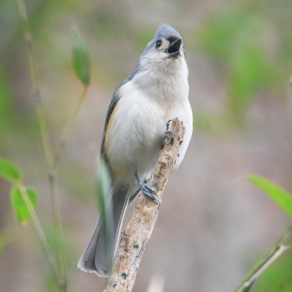 A Tufted-Titmouse named Freddy singing as loud as he can about how great the year 2023 is going to be.

#tuftedtitmouse #tuftedtitmice #birdphotography
#birdphoto #nature #naturephoto #birdsseenin2023
#your_best_birds #joyful_pics #universal_bird #animal_captures #birdpose #birds