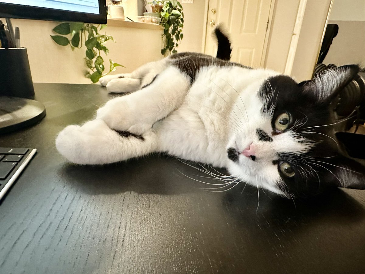 twin_tux_cats's tweet photo. I shall help you work, meowmy....
#CatsofTwittter 
#cats https://t.co/Yaz30FumxT