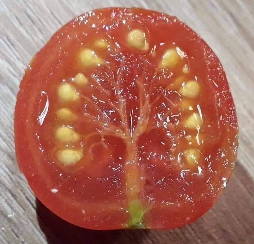nanowellbeing's tweet photo. Tree of life in a tomato

Let's #SaveSoil so more juicy tomatoes can grow 😋

https://t.co/MByk6mWljd 
#SoilChallenge https://t.co/T0CEn7JVQT