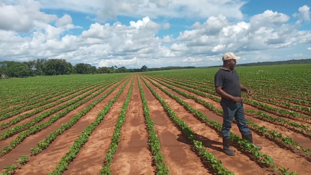 BusisaMoyo's tweet photo. Mazowe Area. Clean farm! Husband and wife team. 

#PeopleDoingThingsZim https://t.co/SMSEn13112