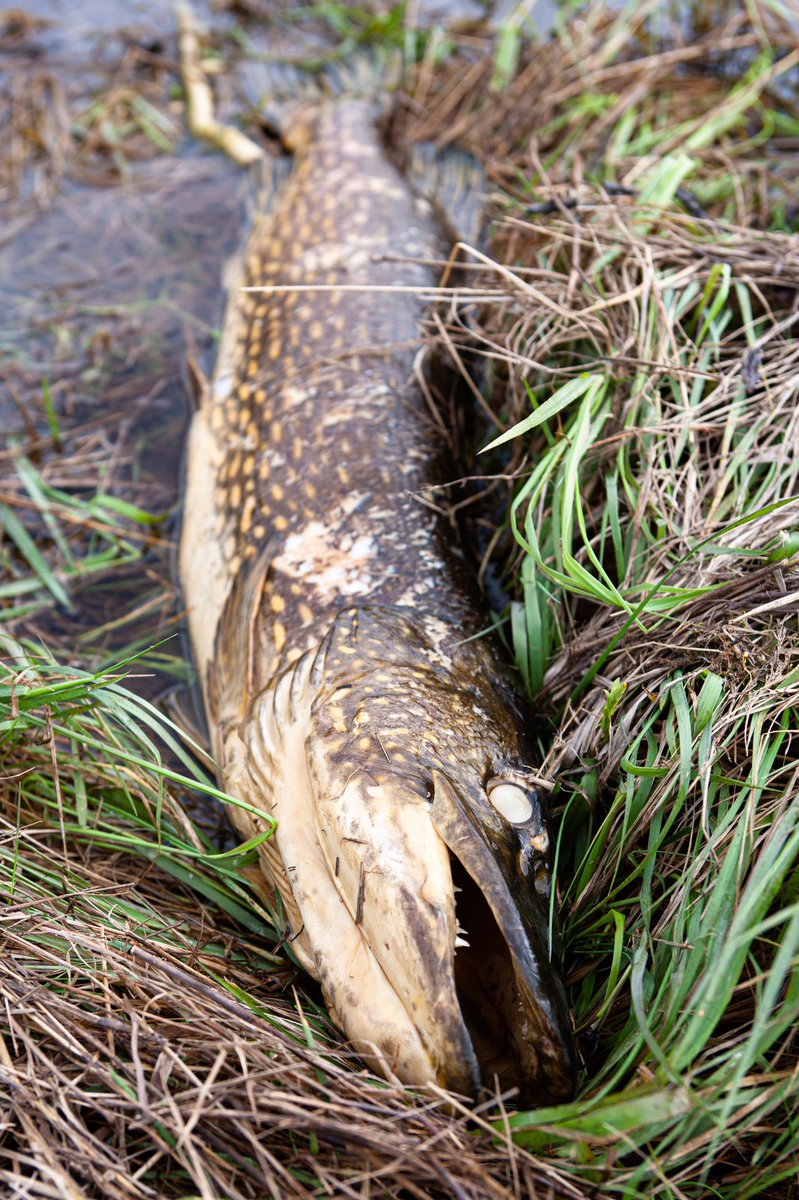MattHayesfish's tweet photo. I’ve been a passionate angler for almost 60 years. Never have our waterways been so polluted and neglected. 
How can we change it? What can we do?
👉Back @FishLegal_ by joining the @AnglingTrust 
Join the fight✊
#pollution #rivers #angling #fishing https://t.co/4nzF4UROwN