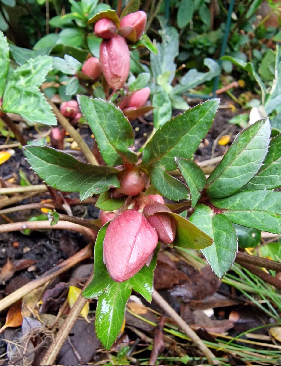 harpangel52's tweet photo. The 1st #snowdrops are about to flower! #Hellibores coming on nicely as well #winter #garden #nature #NewLife #grateful2023 #January #flowers #breathe #takeamoment #freshair #soulfood https://t.co/X3XlaXsqQG