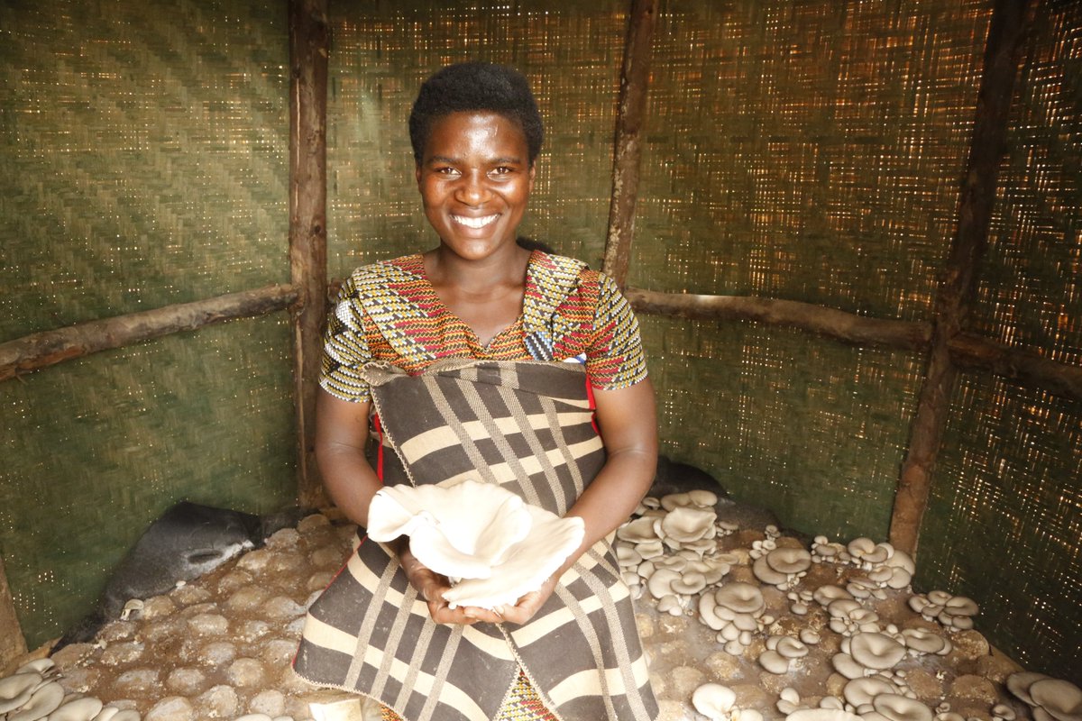 Cultivation of mushrooms following #SAIP support has enabled vulnerable household families with pregnant women, lactating mothers &amp; children under the age of 5 within #SAIP sites to improve household nutrition. Households are able to regularly feed on a diet containing mushrooms