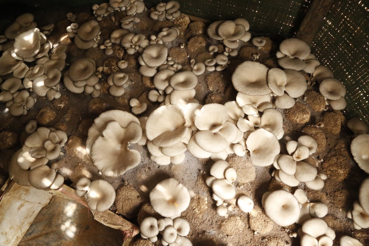 MINAGRI/RAB SPIU WorldBank & KOICA funded projects tweet media