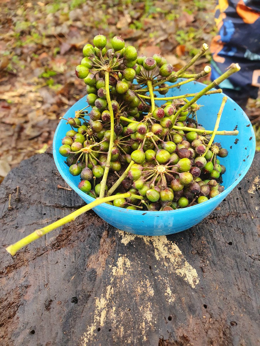 WhyteleafeOL's tweet photo. Nursery enjoyed making Mud Cakes decorated with cherries this morning at forest school. Yum yum. https://t.co/nQEEQRes3m