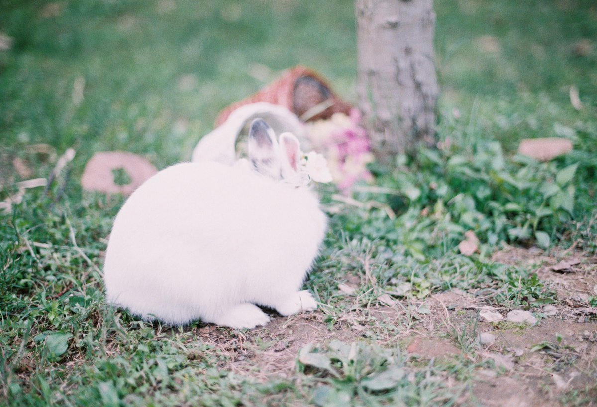 Rabbit

#rabbit #fimroll #fujic200 #canonae1 #50mmf14