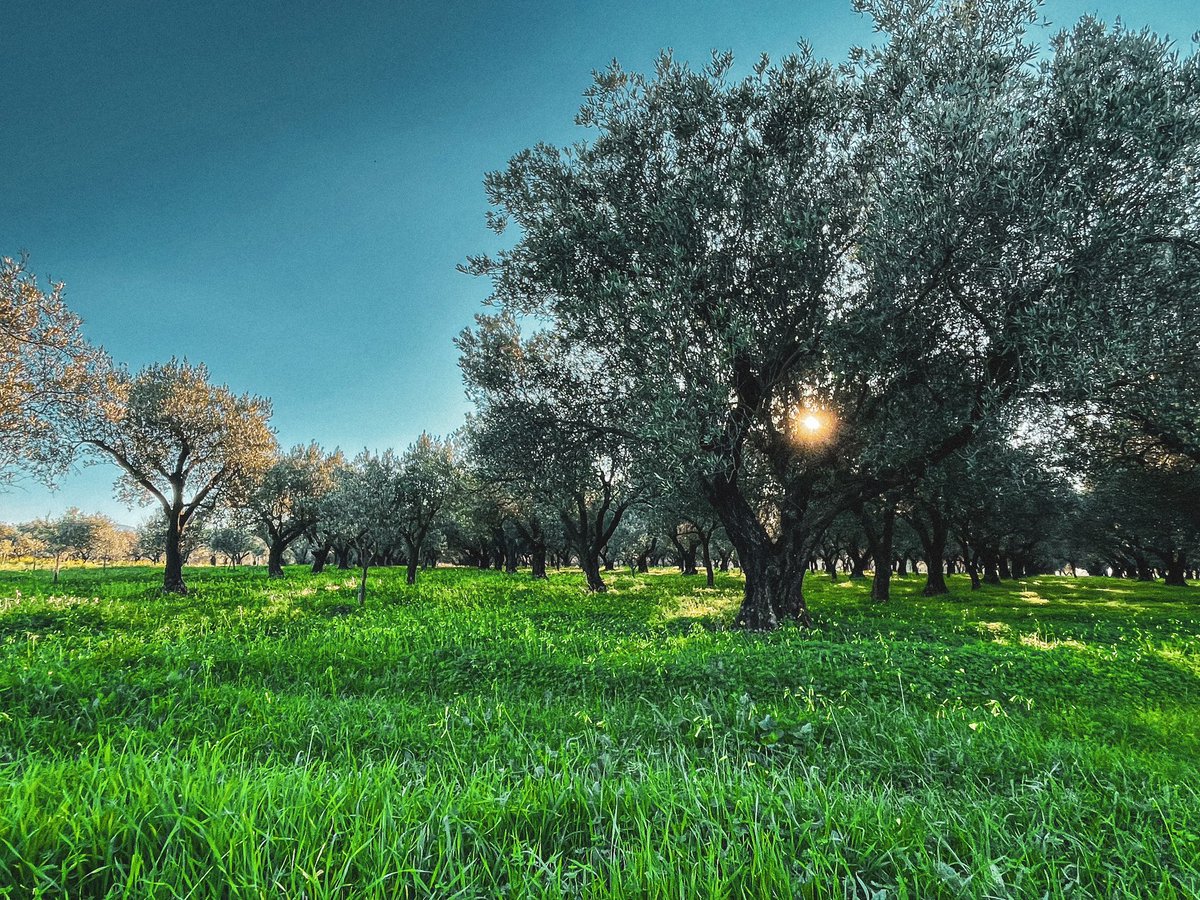 CicciosOlives's tweet photo. It’s beautiful on our #farm in #Italy, where winter is looking a lot like spring! 🌿🌼☀️ https://t.co/cQjXiimZYT