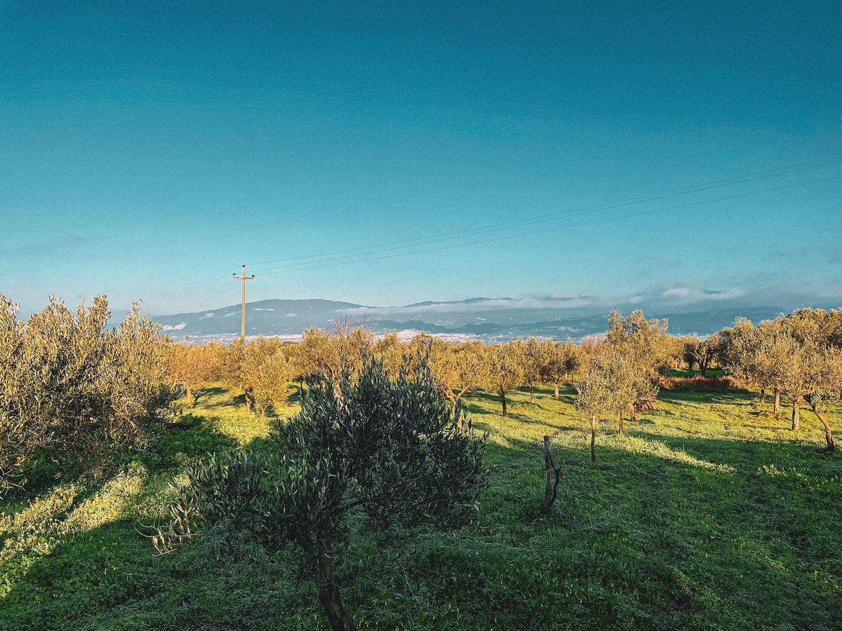 CicciosOlives's tweet photo. It’s beautiful on our #farm in #Italy, where winter is looking a lot like spring! 🌿🌼☀️ https://t.co/cQjXiimZYT