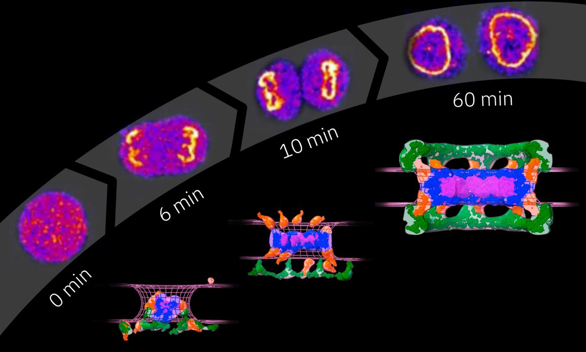 EMBL Heidelberg researchers and their collaborators have revealed how the nuclear pore complex, one of the biggest molecular machines in eukaryotic cells, is assembled one protein at a time.
embl.org/news/science/s…
