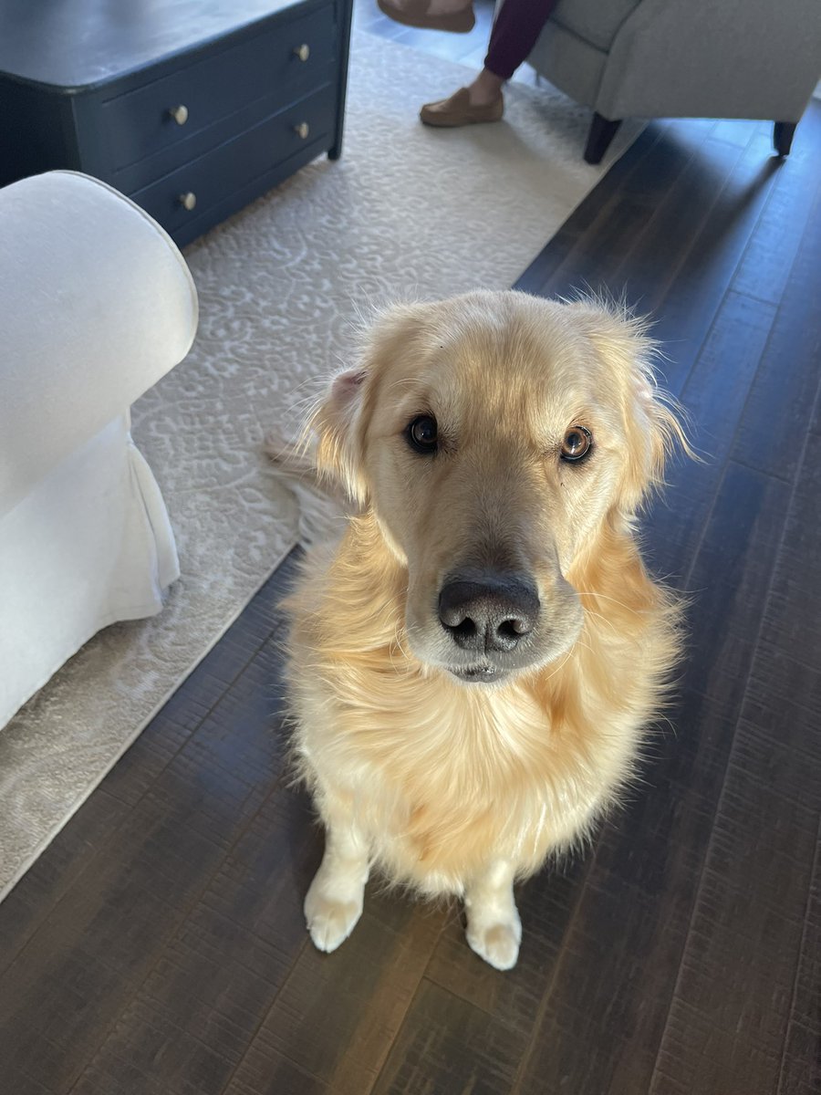 sashgabe's tweet photo. @davidleavitt both ears + one lip stuck🥹 https://t.co/TRhUgi20qt