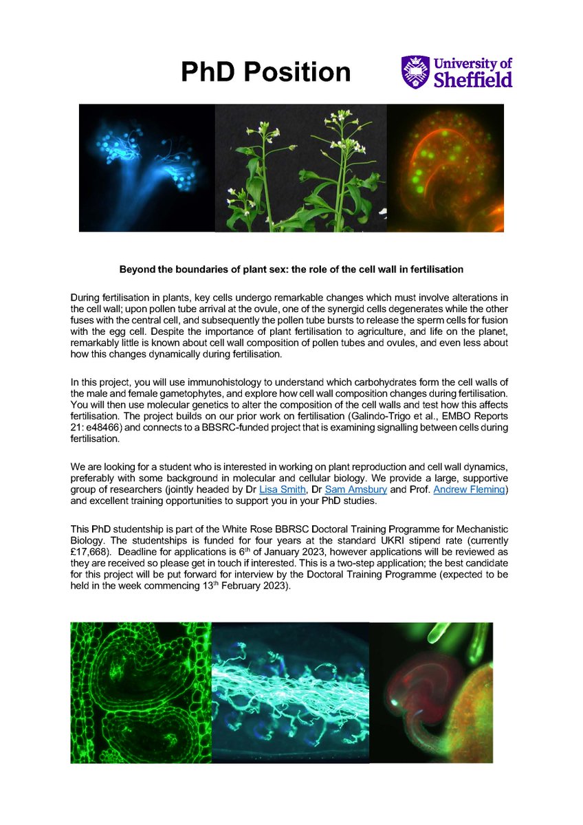 Last chance to apply for an exciting PhD position to work with me and Andrew Fleming on the molecular mechanisms of fertilisation in plant. Deadline is Friday 6th Jan and applications need to be made through the Uni of Sheffield PhD application portal sheffield.ac.uk/postgraduate/p…
