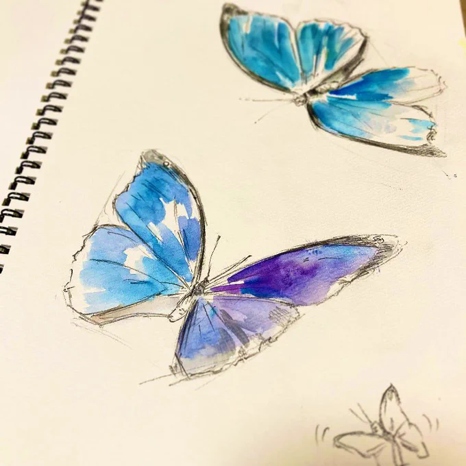 モルフォのラフです。 