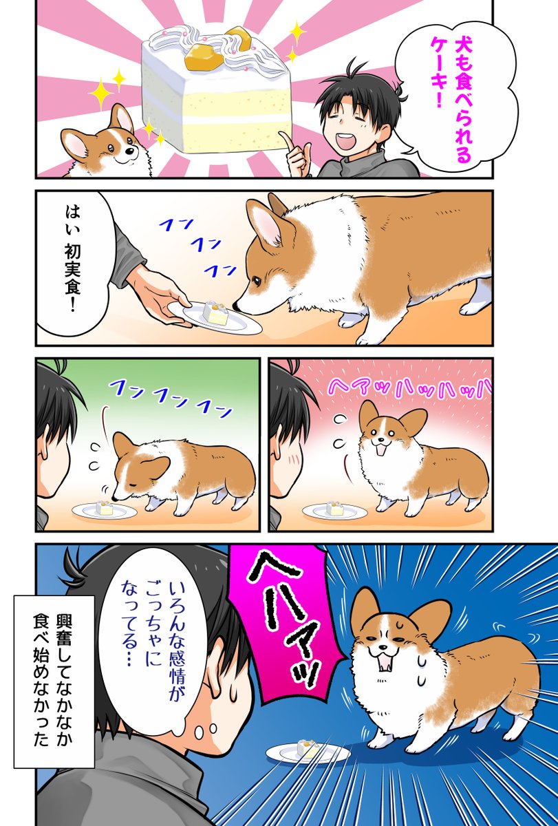 初めてケーキを食べる犬 