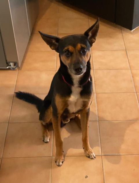 Amigos necesito apoyo 😔 mi perrito Kratos se escapó la noche del 31 de diciembre a eso de las 2am en los Magallanes de Catia, desde entonces no aparece, tiene un collar azul de huesitos. Si pudieran por favor difundir la información y si lo ven comunicarse al 
04125848525