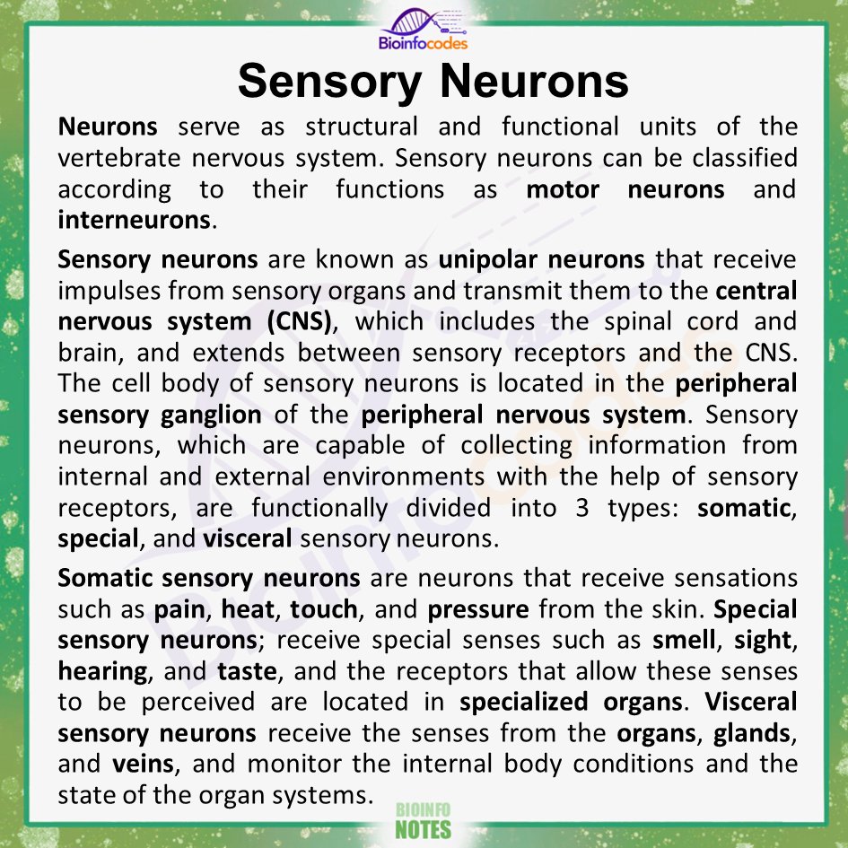 New #bioinfonotes about Sensory Neurons has been published !

#science #biology #neurons #nerve #sensorycell #cell #centralnervoussystem #motorneurons #unipolarneurons #somatic #biologynotes