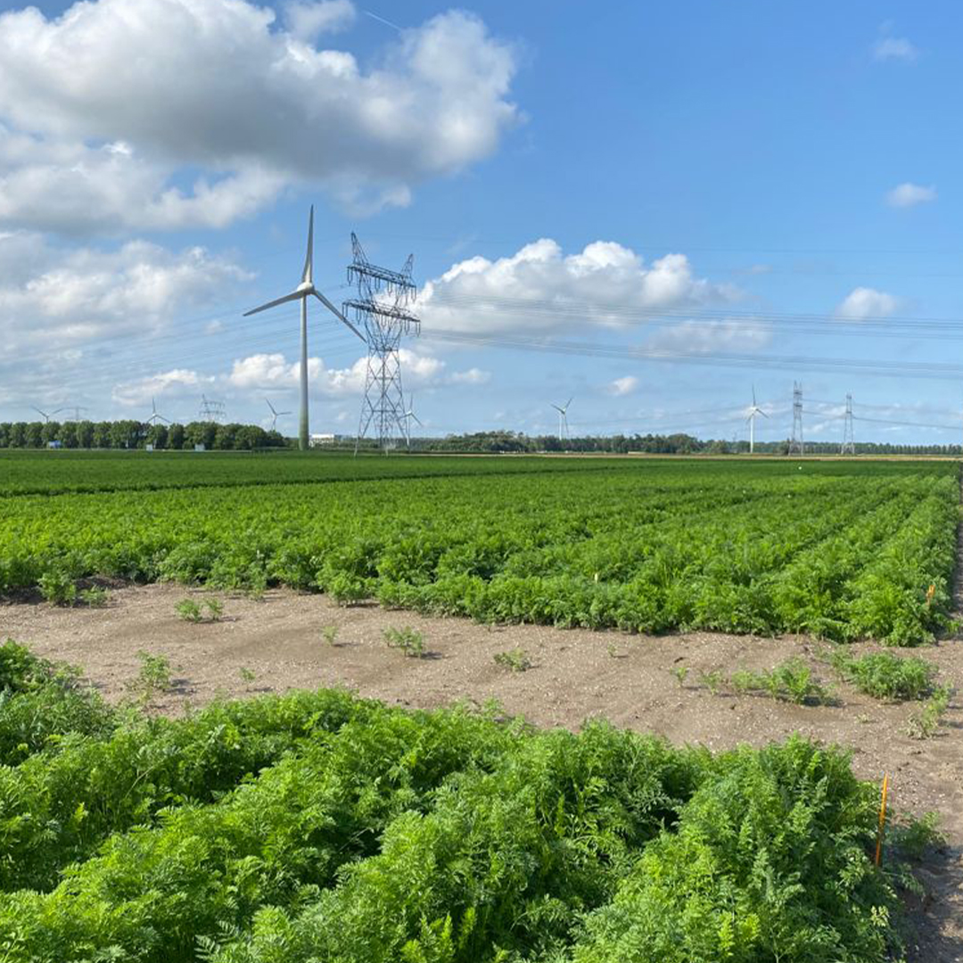 PeenNederland's tweet photo. Zet in de agenda van 2023: 11 oktober Peen Event in Lelystad π₯
Deelnemers kunnen zich nog tot deze hele maand aanmelden!
#peenevent #peendag #lelystad #nationalepeenmanifestatie #peenonderzoek #fungicideproeven #fertigatieproeven #dripproeven #duurzaampeentelen https://t.co/rroykozcAP