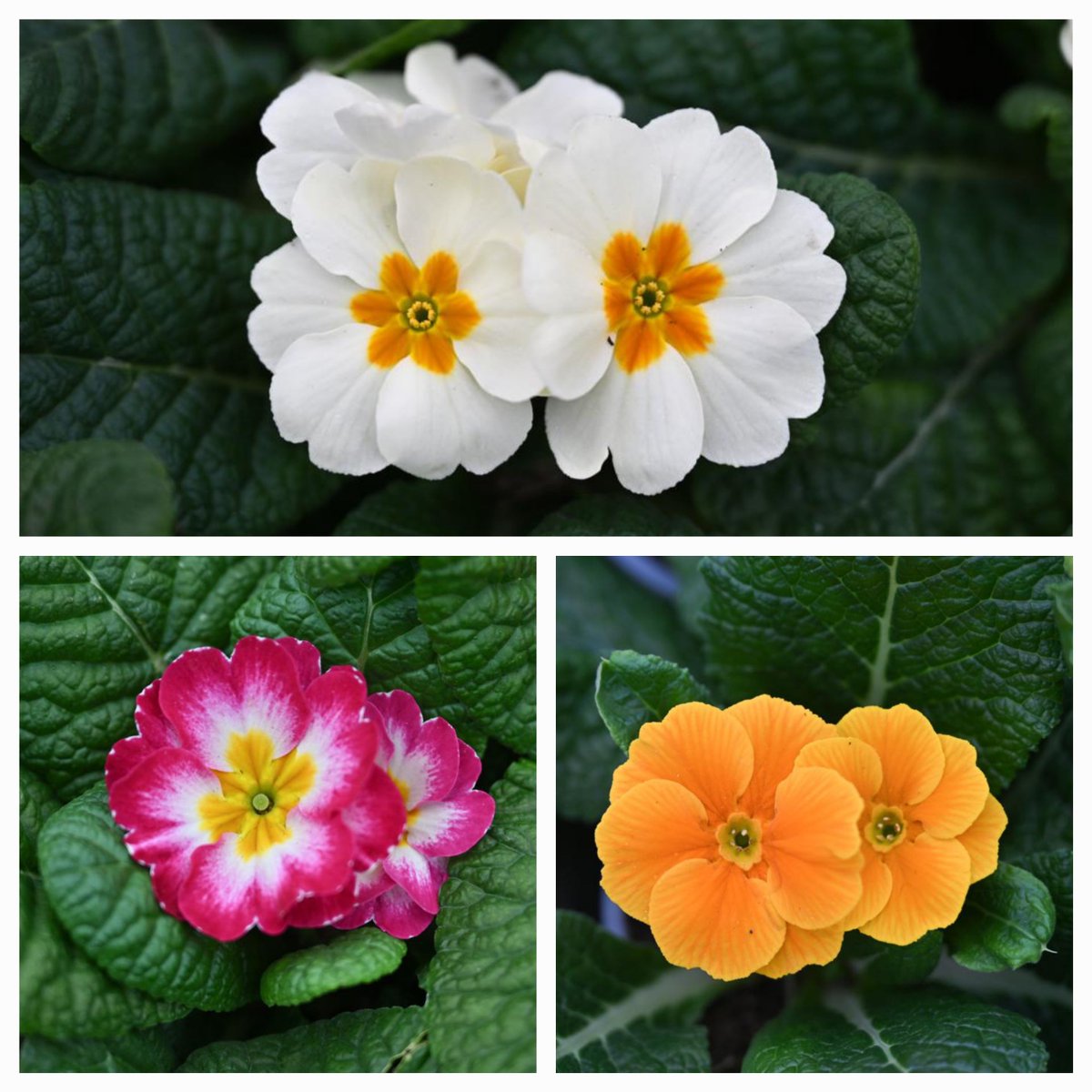 VanHage's tweet image. You can't help but feel positive when you first see Spring flowers, and these British-grown Primula are no exception. Available in various colours - just look at those cheerful little faces!

#springbedding #gardenborders #perennials #polinnators #flowers #bloom #buds #primula