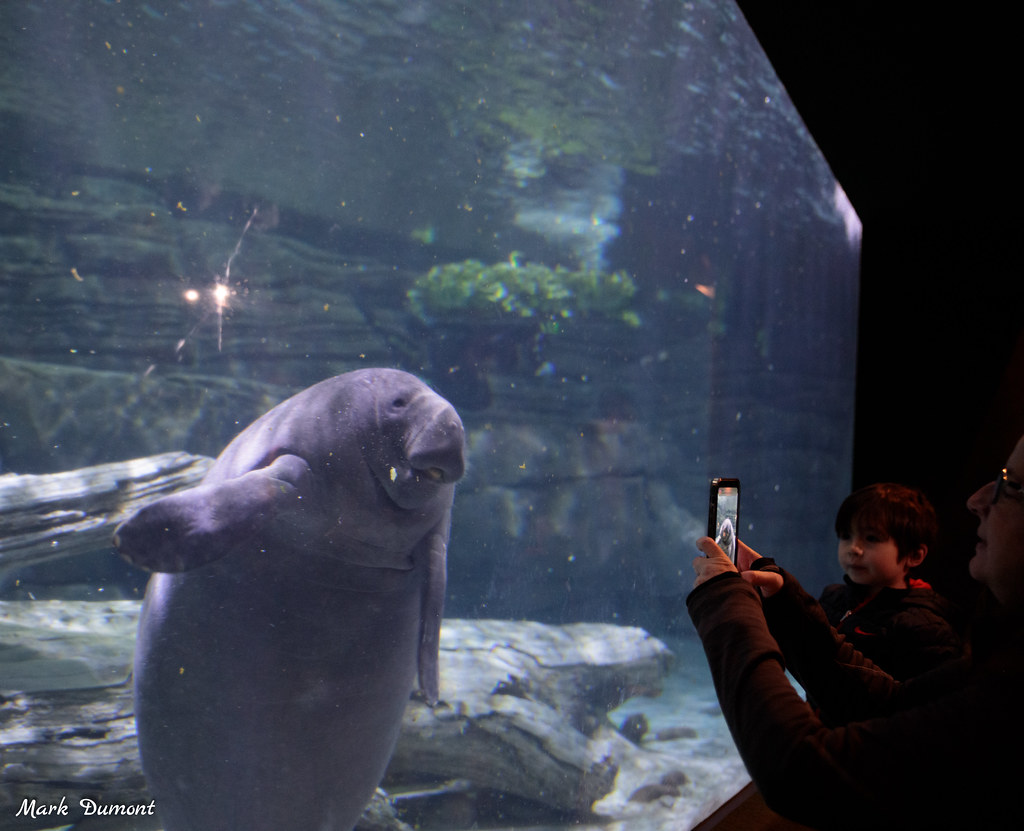 CincinnatiZoo's tweet photo. Say cheese! Looks like the manatees are learning a thing or two from Fritz &amp; Fiona. https://t.co/4gfPAfr0UM