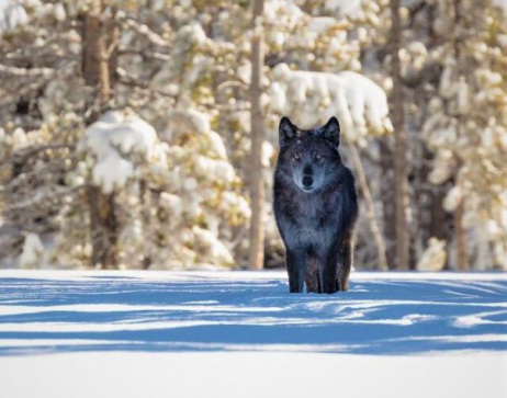 endangered's tweet photo. At least 116 wolves have been killed in #Montana alone since September. This does not include Idaho, where wolves also are without #EndangeredSpeciesAct protections. RT to tell @USFWS and @Interior @SecDebHaaland to end the delays and #RelistWolves https://t.co/9ZpQmtgsYh