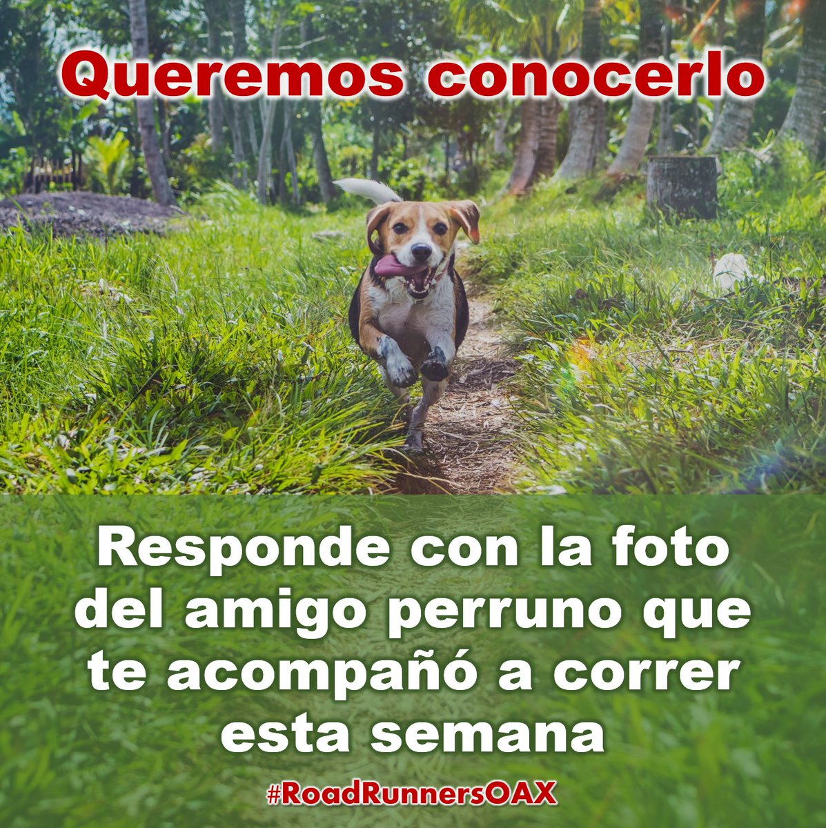 RoadRunnersOAX's tweet photo. #MiercolesDeMascotas 🐈🐕🦺🐕
#RoadRunnersOAX #RunMexico #RunOaxaca https://t.co/VQmCuh4BKo