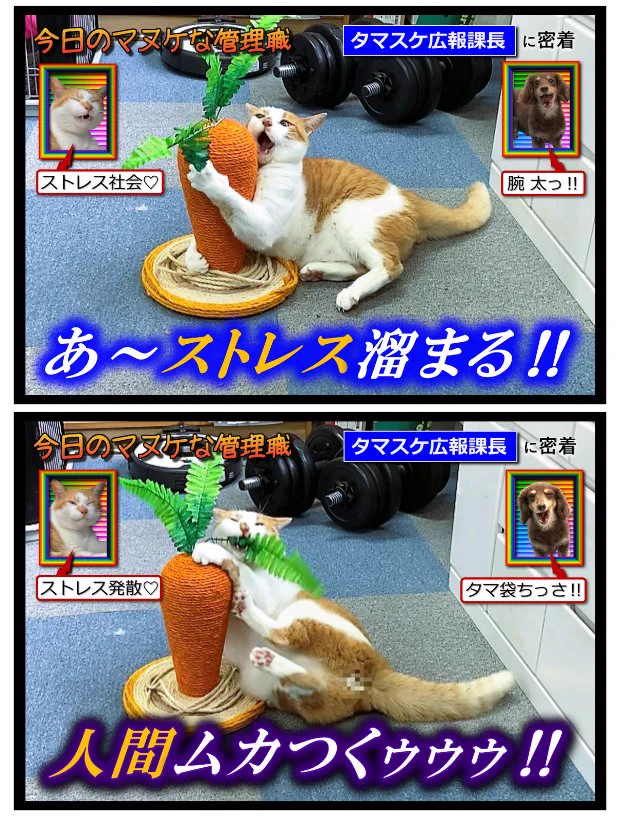 @EinsWappa 今年は猫にも優しく、を………… 