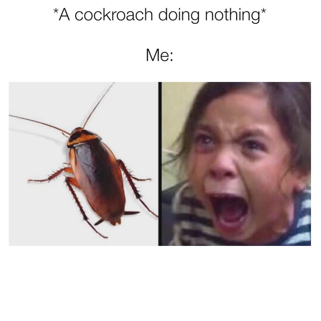 Winter is prime time for cockroaches in the home, and lucky for you East Coast Sprayers specializes in cockroach elimination and many more pests. Give us a call today to get those bugs gone! 🪳🚫

eastcoastsprayers.com/pest-control-b…

#pestcontrol #freeestimates #cockroaches #funny #meme