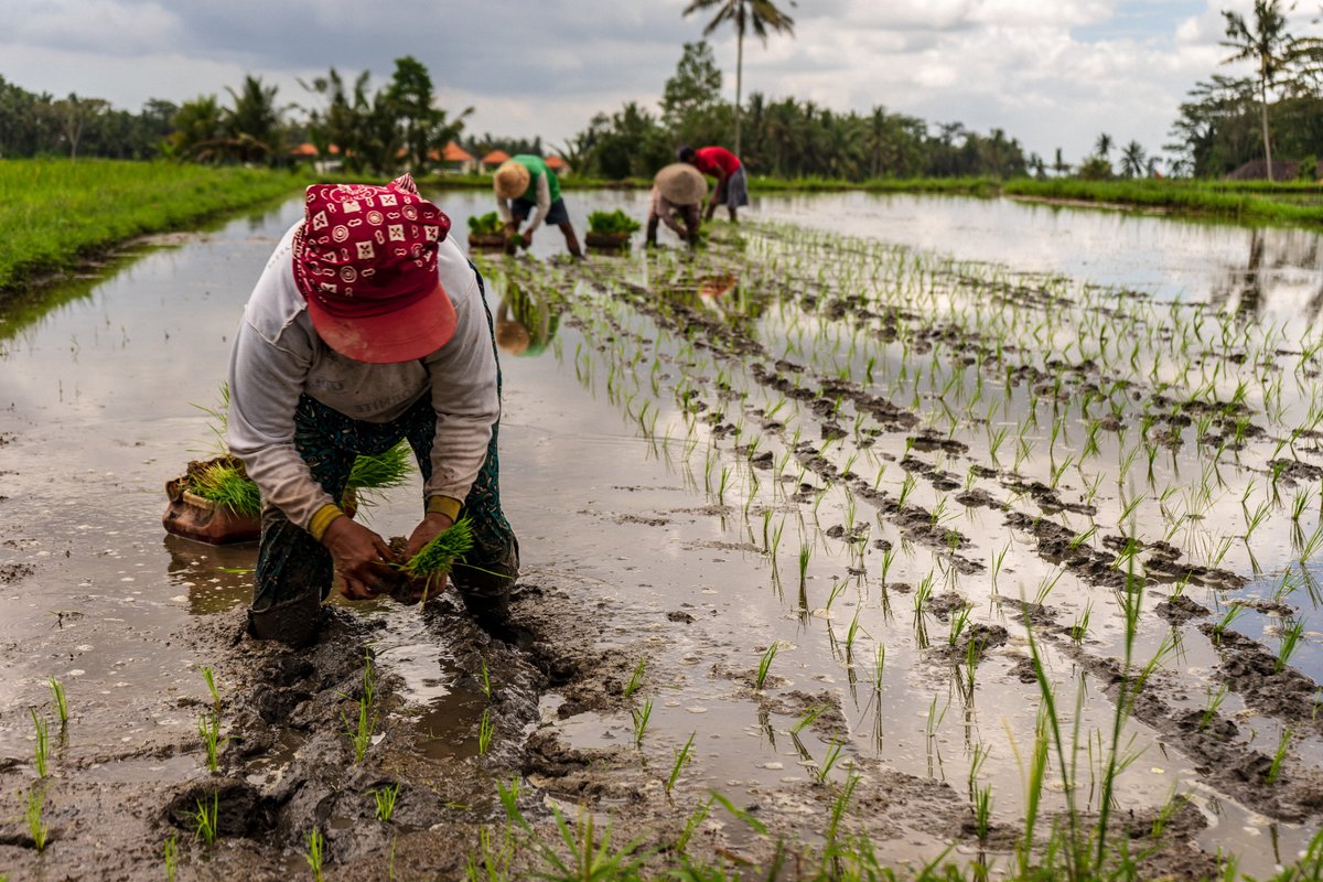 750 million people faced hunger in 2021, yet only 37% of the harvested area of major crops was used to feed people directly. We must commit to solutions to produce, protect, reduce, restore to provide adequate nutrition for the world’s growing population: ow.ly/icwj50MaFzK