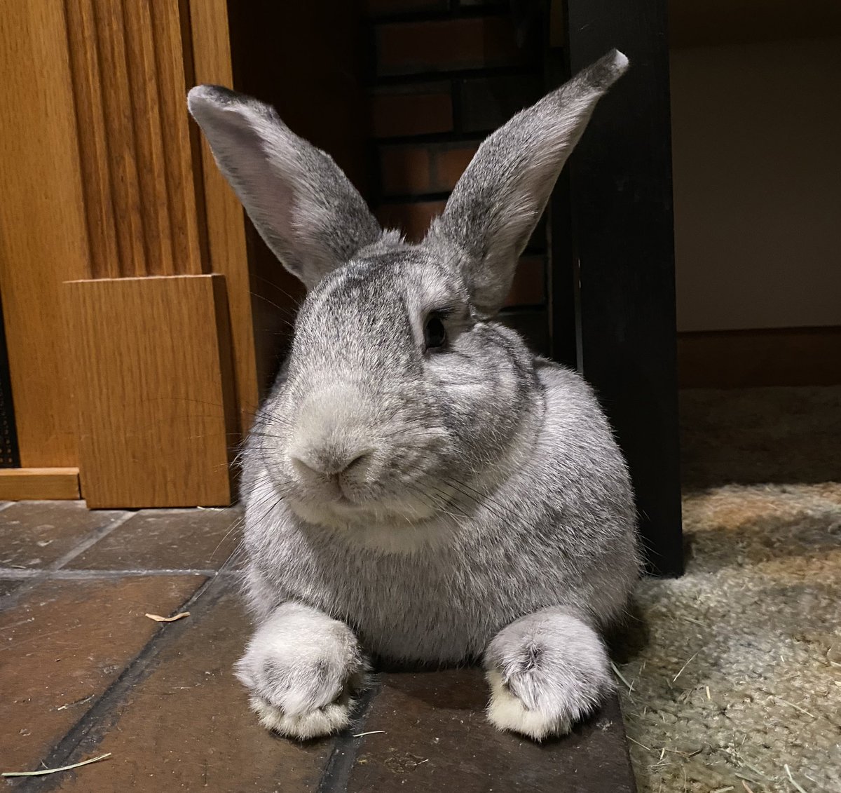 <a href="/MadHattersNYC/">Mad Hatters NYC</a> Hurray for year of the Rabbit!!💜🐰
<a href="/Bento_TheBunny/">Bento_TheBunny</a> loves this😉
#YearOfTheRabbit #NYC #travel