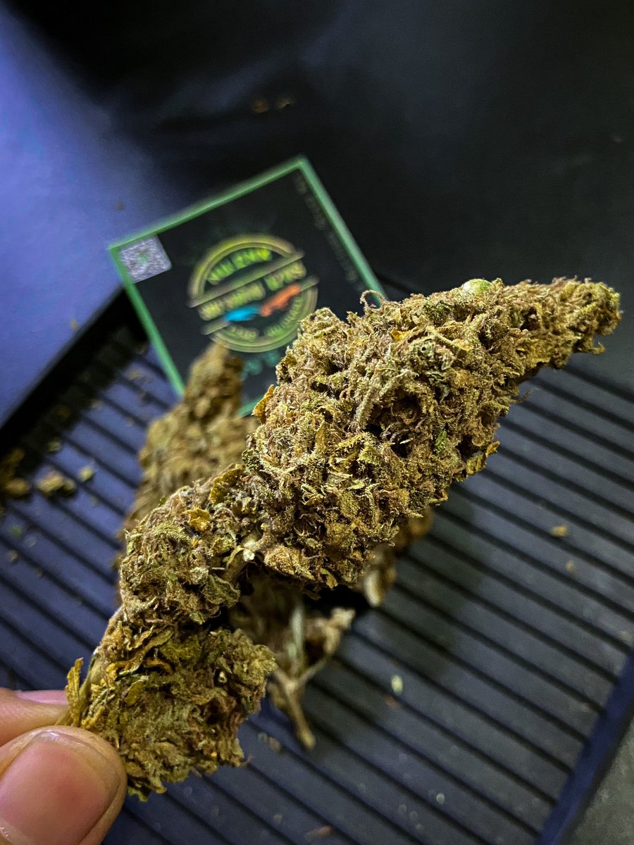 2Cannabiss4's tweet photo. Gorilla Glue 🦍💨 

🚨G/80฿ 💨 >>> https://t.co/Qt2mzy9n4r 🤏🏻 มีราคาส่งครับ #กัญชา #กัญชานอก #กัญชาเสรี #กัญชาออแกนิค #กัญชาราคาถูก #กัญชาราคาส่ง #กัญชาเเม่โจ้ #กัญชาอัดแท่ง #กัญชารังสิต #กัญชาเชียงใหม่ #กัญชาพระราม3 #กัญชาog #กัญชาพระราม3 #กัญชาไฟฟ้า #กัญชาเชียงใหม่นัดรับ https://t.co/ZrTESQEx5R