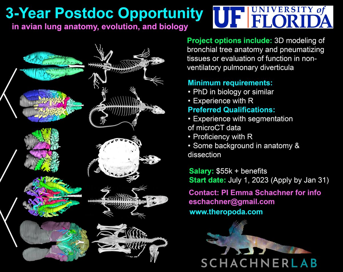 Job alert! I’m hiring a 3-yr postdoc at <a href="/UF/">FLORIDA</a> <a href="/UFVetMed/">UFVetMed</a> starting in July to work on archosaur lungs, pneumaticity, and avian air sacs! DM me with questions or come talk to me at <a href="/SICB_/">SICB</a>! RT appreciated! explore.jobs.ufl.edu/en-us/job/5250…