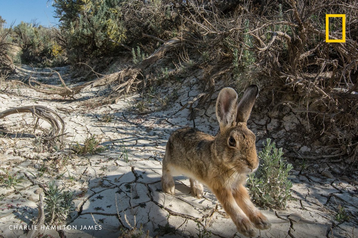 NatGeoPhotos's tweet image. A remote camera captures a rabbit hopping through sagebrush in Wyoming.