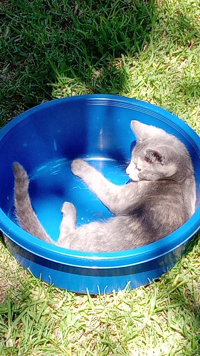 boniatero75's tweet photo. Nadie me dijo el tiempo que se pierde x día mirando a los gatos jugar. 
#Mestafaron https://t.co/qWApqU6yNI