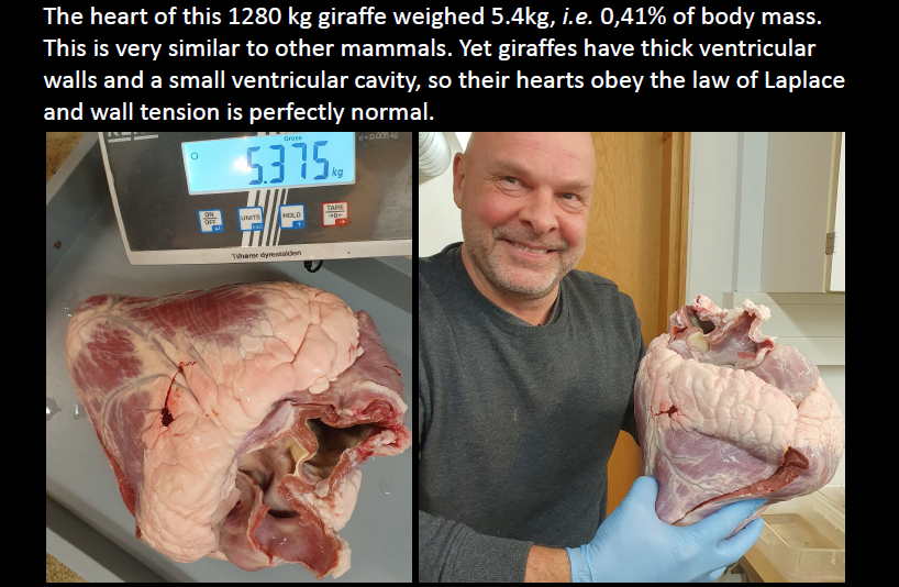 Tobias_Wang_AU's tweet photo. Today we had the unique possibility to obtain a heart from a 1280 kg male giraffe. Some years ago, we provided an explanation for their ability to mainatin high blood pressures with a "normal heart mass"
https://t.co/pmAZrO8wvV https://t.co/jW8e7go5dS
