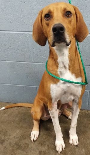 Hey! I'm Huron HW (-). I am a Male Hound and Mixed Breed.
petfinder.com/dog/huron-hw-5…