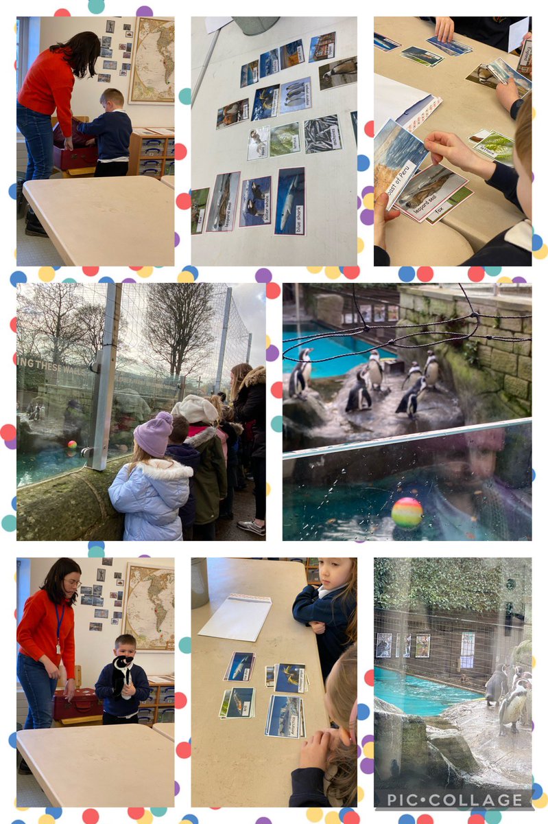 What an amazing day meeting the Humbolt penguins @HarewoodHouse @WCommonPS @WCPSc2028