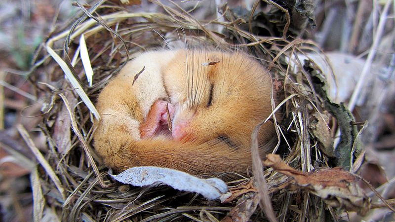 If you find January tough and don't have the energy for resolutions, take inspiration from the natural world and stay in resting mode until spring. 
It's cold and dark and not the most motivating time of year, so take it gently until the season turns. Be more dormouse.