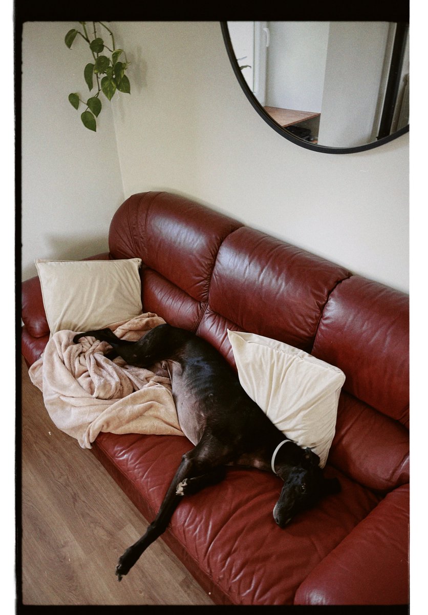 Flaquito preocupado por sus propósitos de año nuevo.