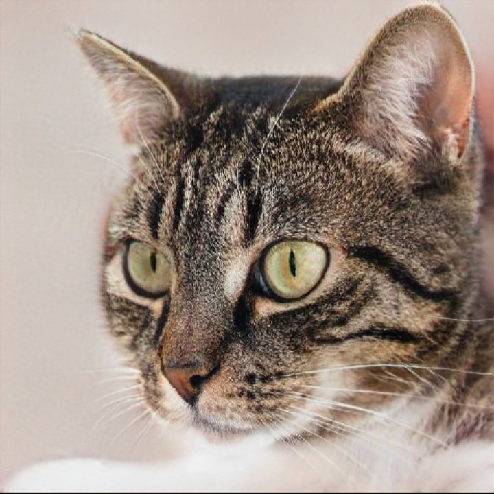 ThetrueJoshS's tweet photo. Love cats hope you all like looking at my cat. #CatPicture #CatsOnTwitter https://t.co/xLcu4zz3Zm