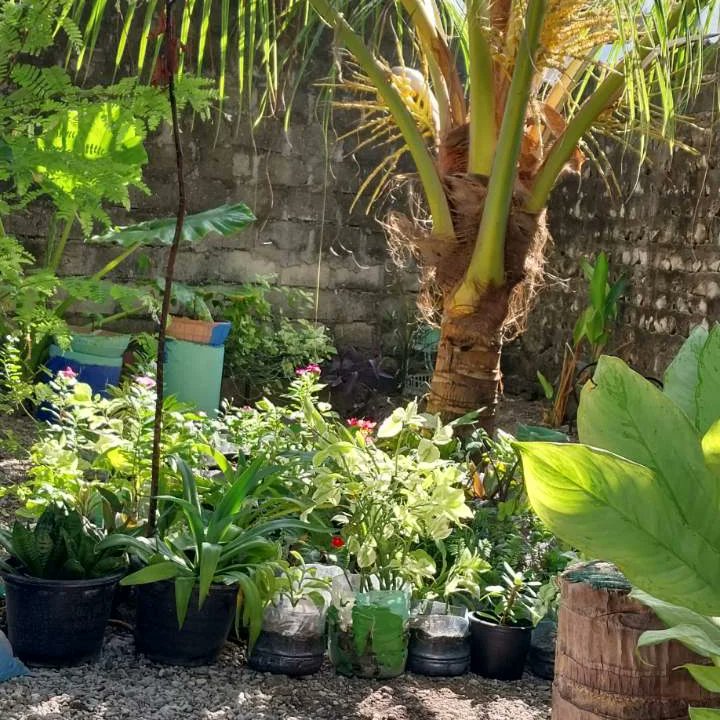 Another batch of plants is ready for free giveaway by Veshisaafu to a different institute. #veshisaafu #plants #plantgiveaway #doyourshare #saveplants @unep @undpmaldives @undp @usaid @unesco @moyscemv @moenvmv @_islandinnovation