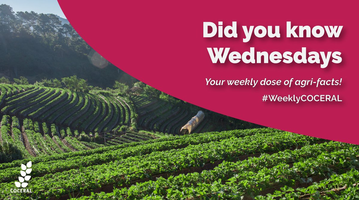 COCERAL_EU's tweet image. Did you know that 2023 brings a #NewCAP? New measures on #biodiversity and #sustainability for the €387b total budget include:

- At least 25% of payments to be allocated to eco-schemes to incentivise greener solutions
- 40% of CAP money must be climate-relevant

#WeeklyCOCERAL